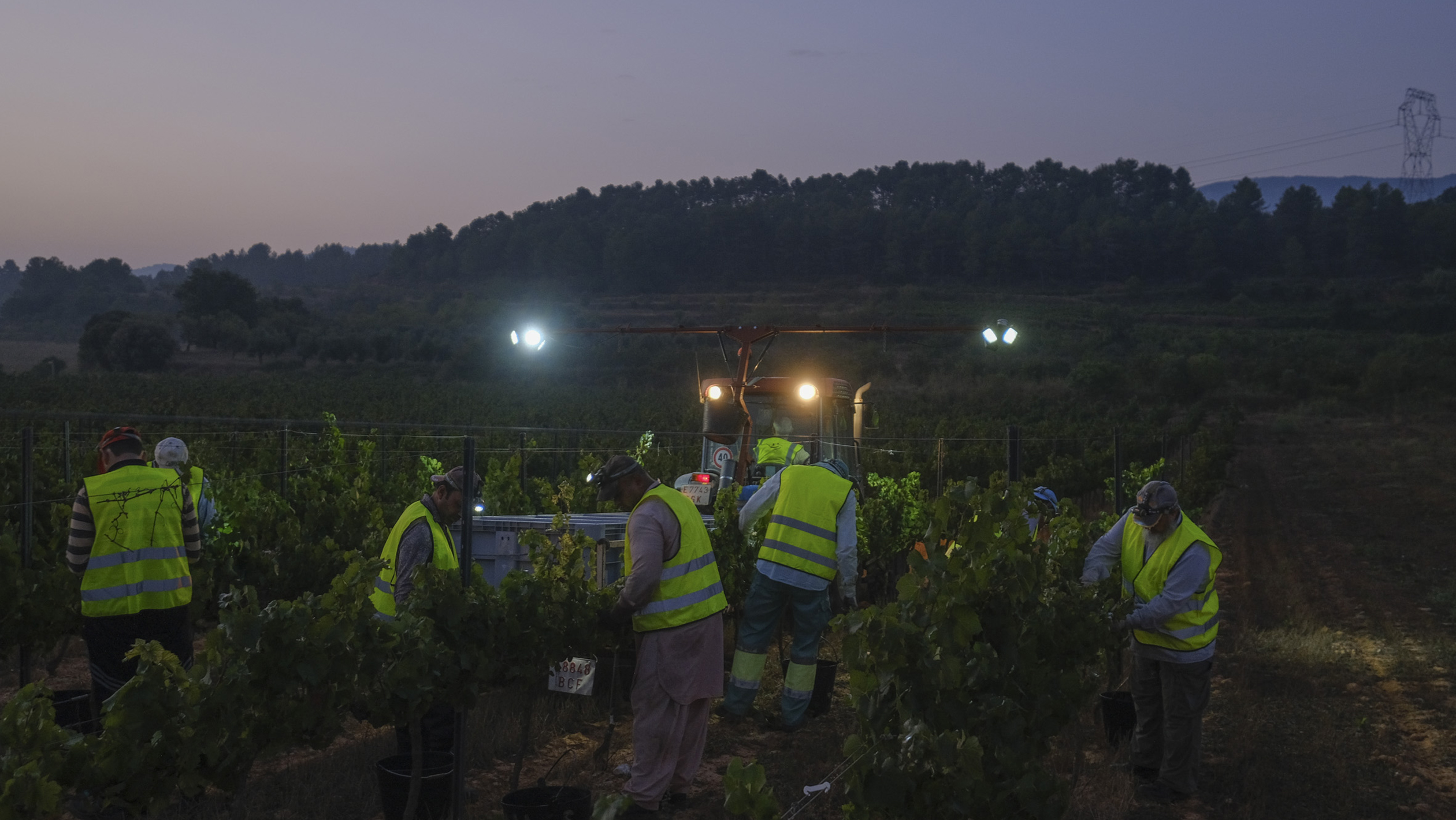 Familia Torres workers harvest at night