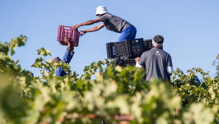 Workers at a Reyneke Wines vineyard in South Africa pass crates of grapes