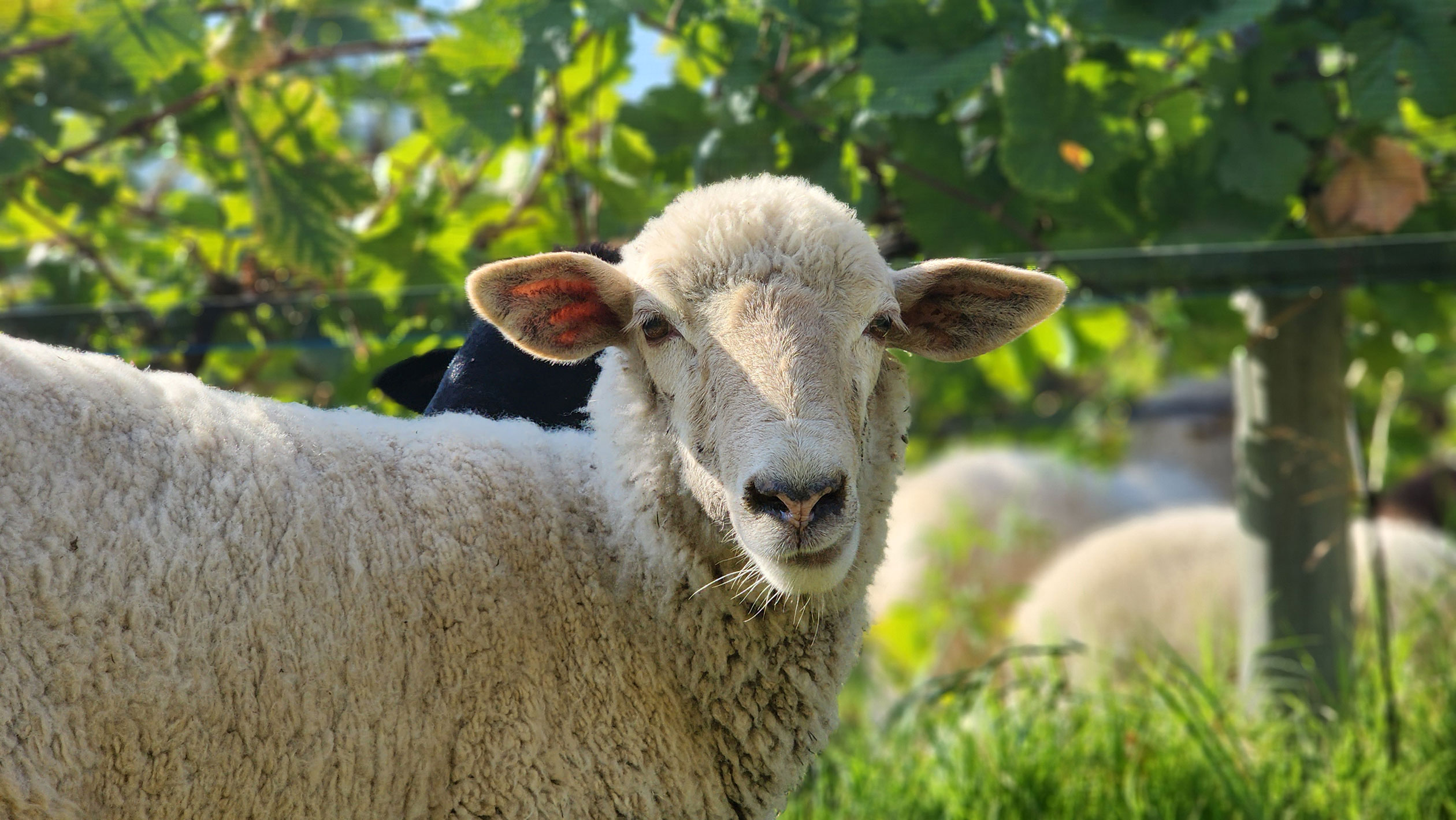A photo of a very cute sheep in a Domaine Bousquet Vineyard