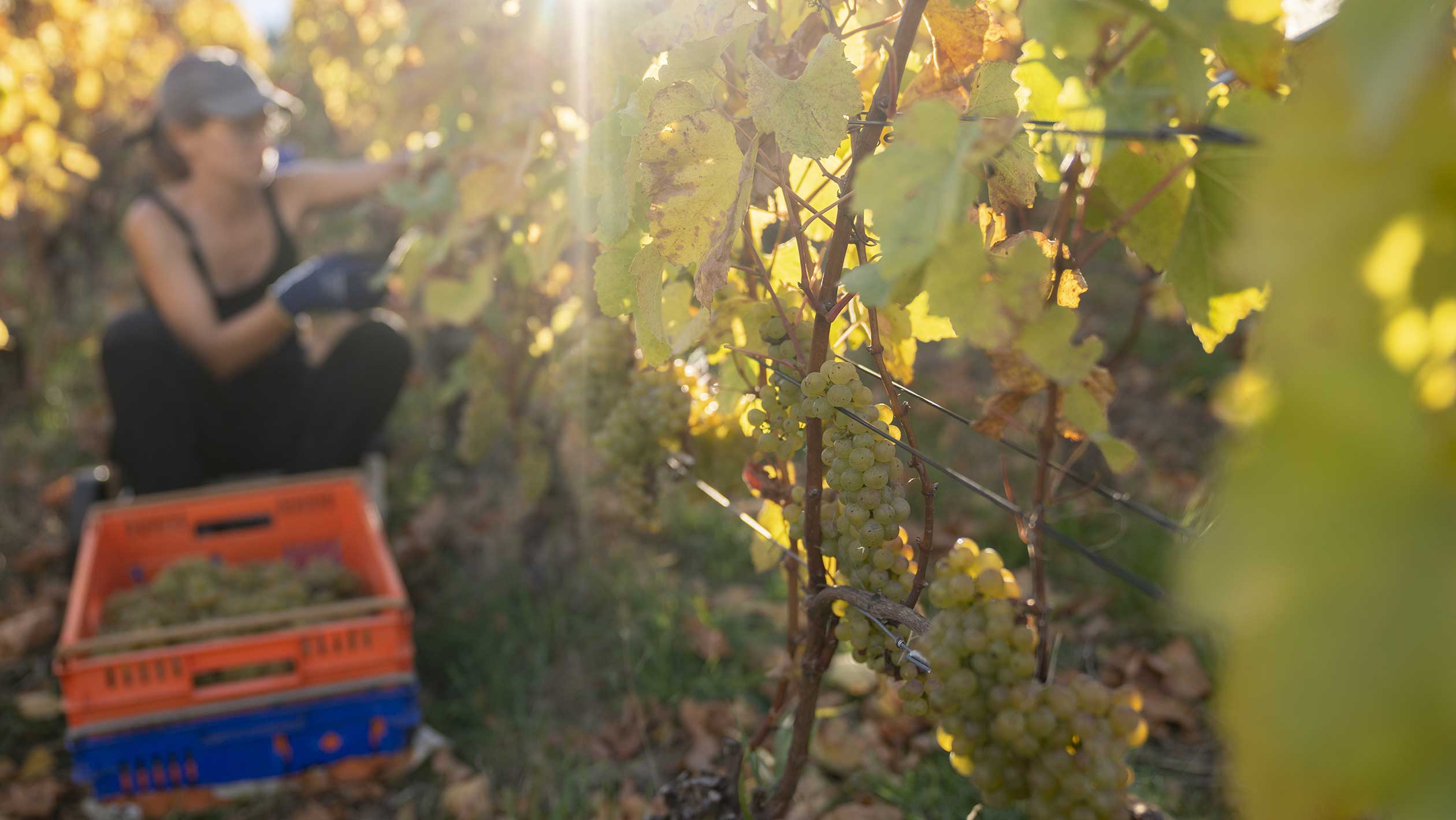 An out of focus worker picks Chardonnay grapes in a Pyramid Valley vineyard