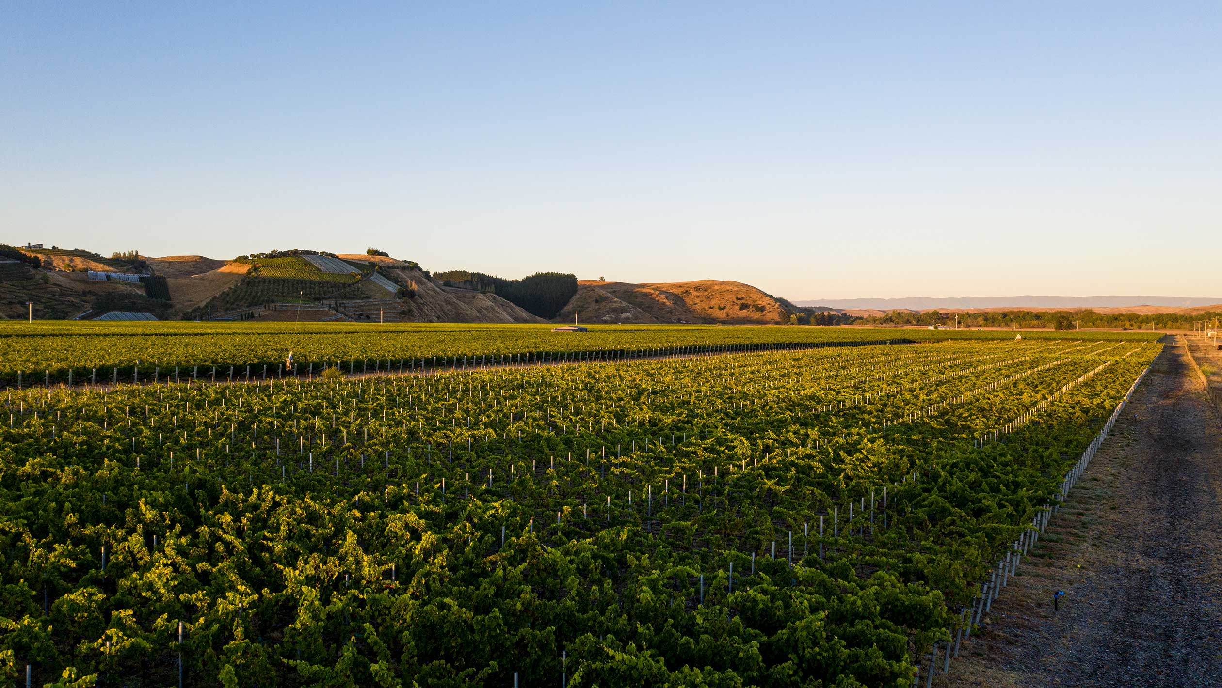 A scenic photograph of a large Chardonnay vineyard in Hawke's Bay, New Zealand
