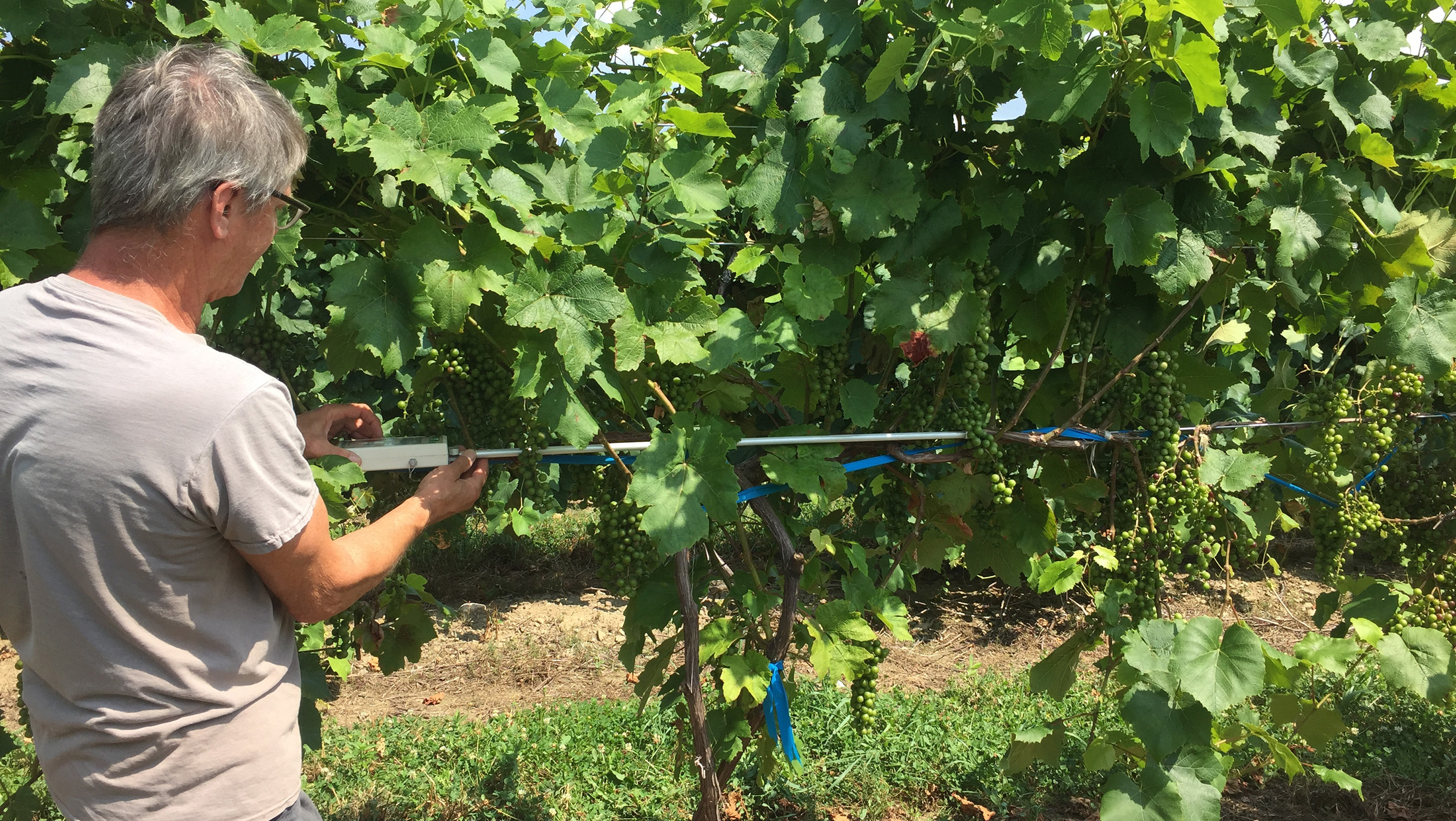 A vineyard worker takes light measurements of Noiret grapes in Pennsylvania