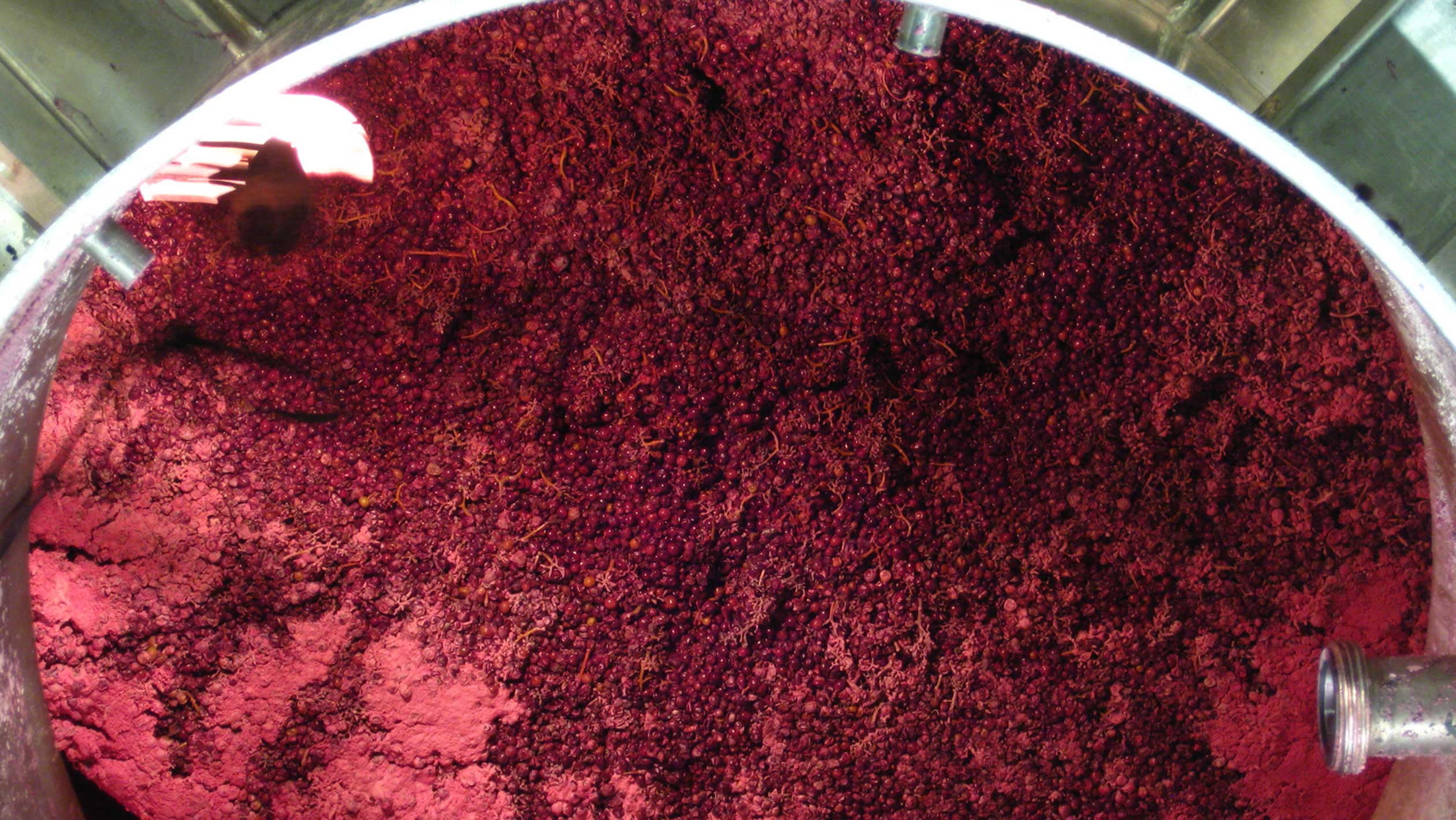 An above-view of a vat of grapes during semi-carbonic maceration process