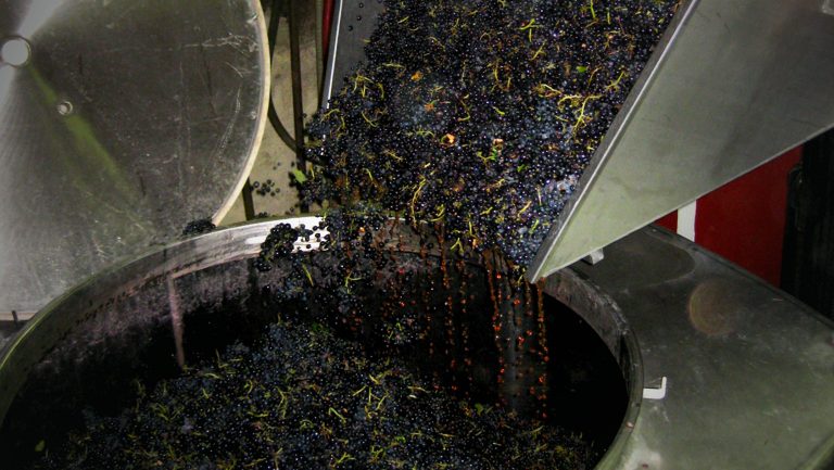 Grapes are poured into a vat before starting the semi-carbonic maceration process