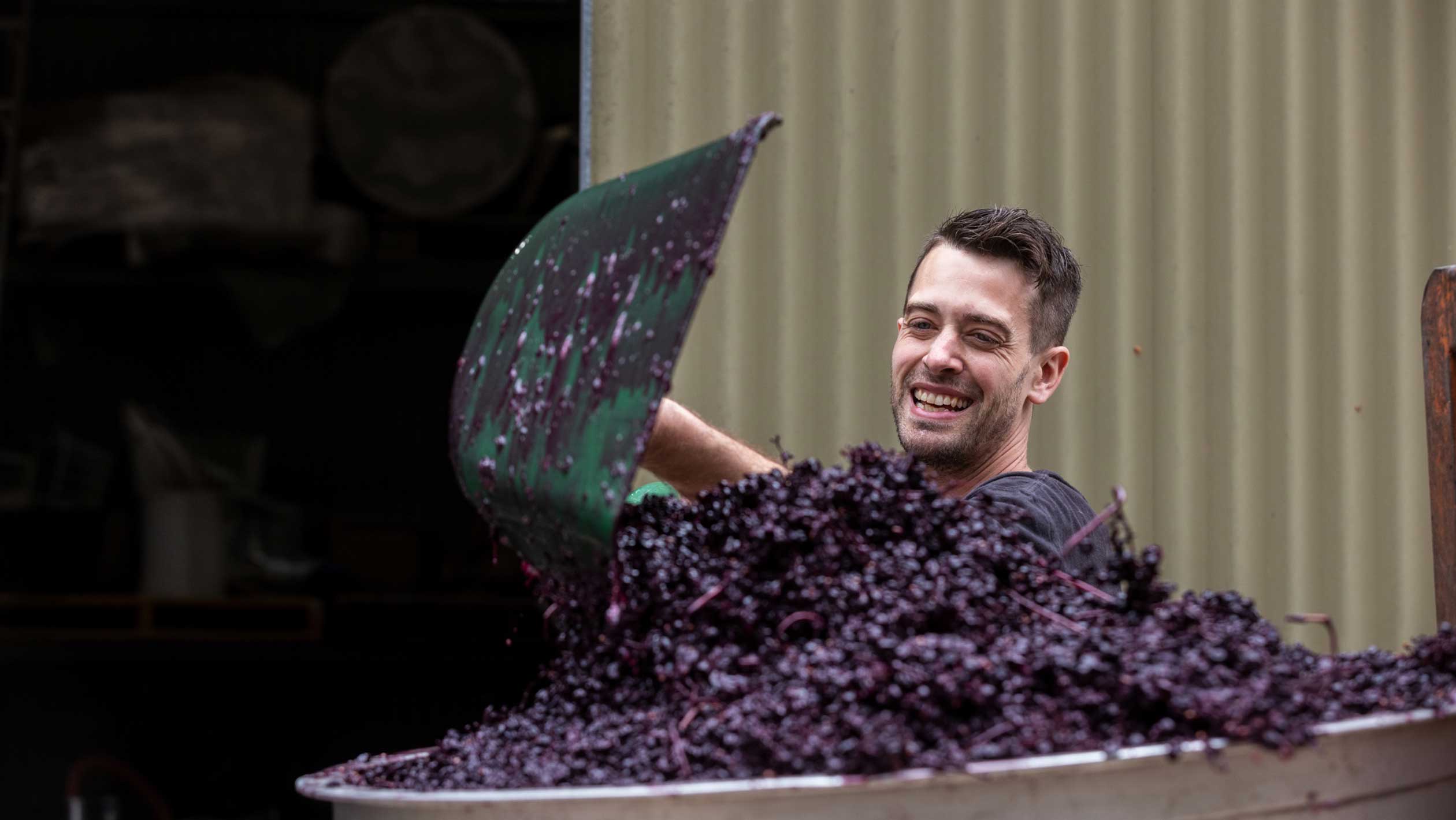 Sebastian Hardy of Living Roots Wine Co mid-winemaking-process, surveying grapes