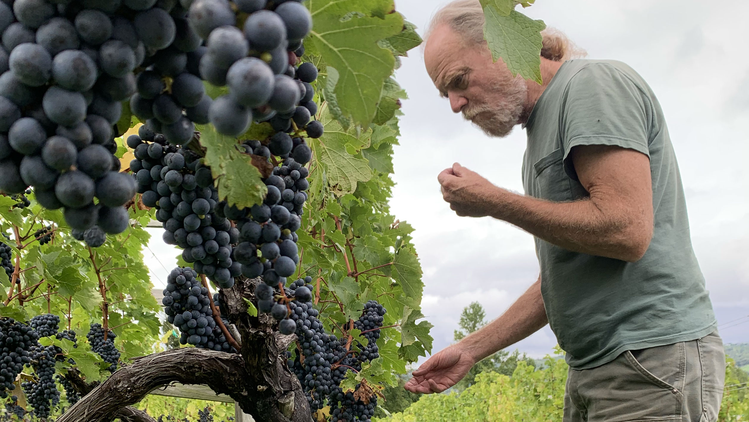 Jim Law, cofounder of Linden Vineyards, examines grapes in the vineyard