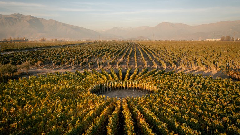 Row orientation and density can impact vine microclimate; differences of one to two degrees Celsius have been recorded in Don Melchor's Sundial vineyard. Photo courtesy of Don Melchor.