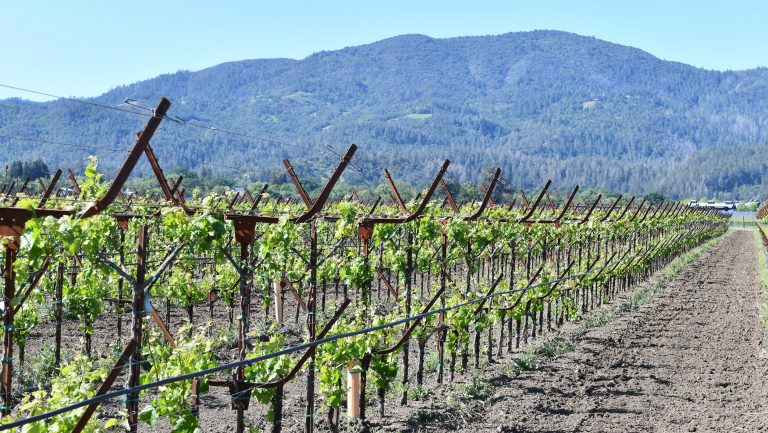 Dual-varietal trellis system at Neal Family Vineyards in Napa.