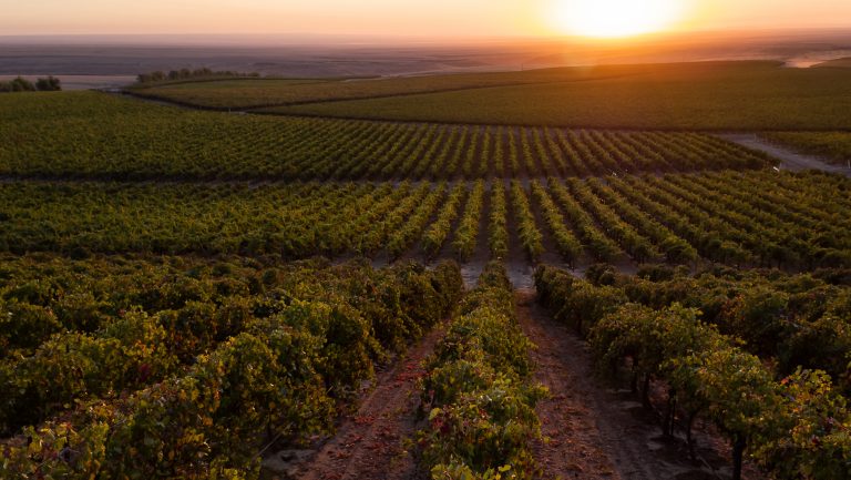 A Trothe vineyard landscape photo