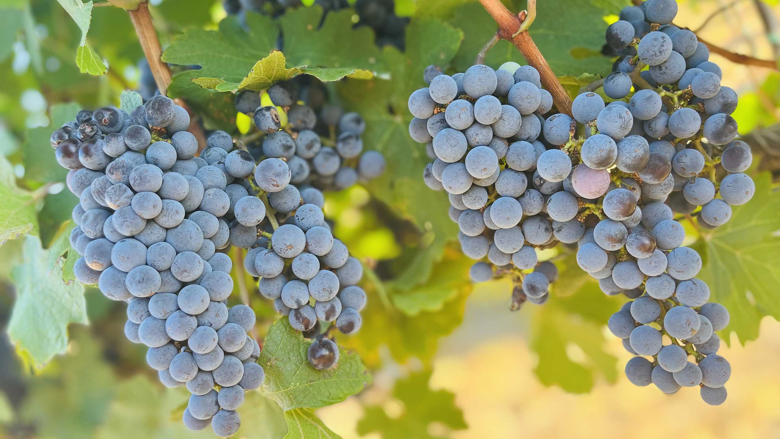 A close up of two bunches of purple grapes