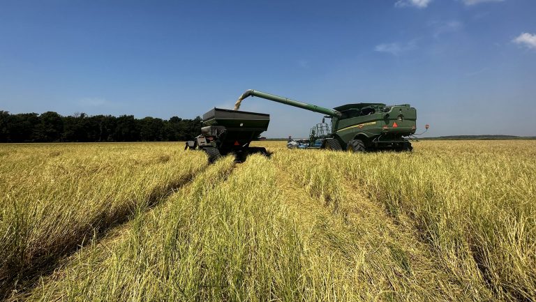 An agricultural vehicle tends rice crops in Arkansas