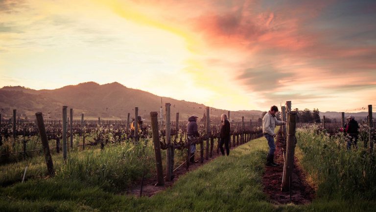 A landscape photo of a vineyard with vines in the foreground and the sun behind a mountain range in the background