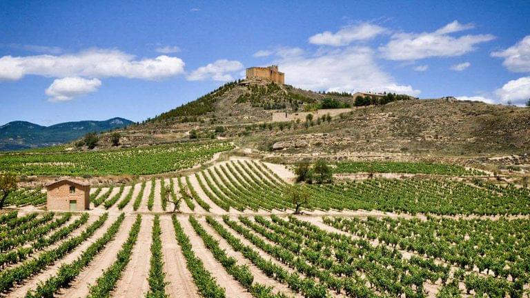 Landscape of Rueda vineyard in Spain