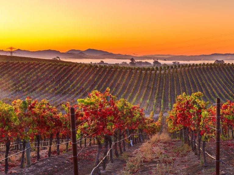 Landscape of a vineyard in Napa Valley California