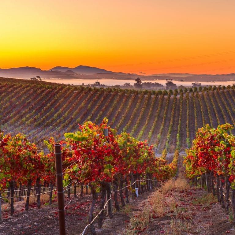 Landscape of a vineyard in Napa Valley California