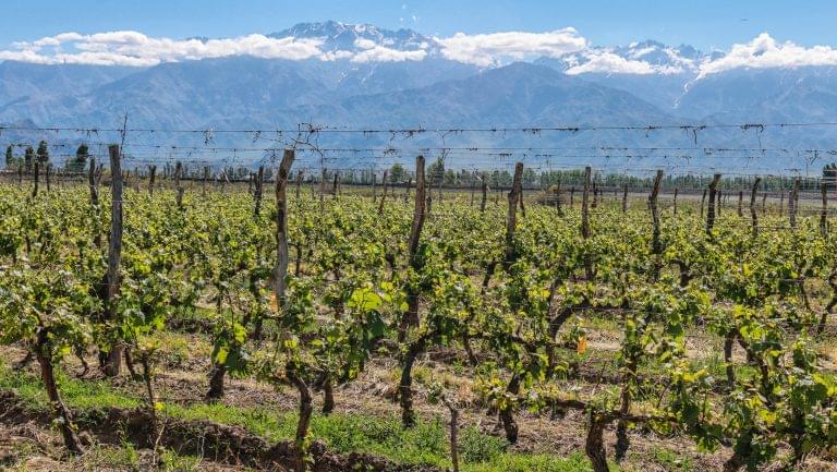 Paraje Altamira mountain vineyards