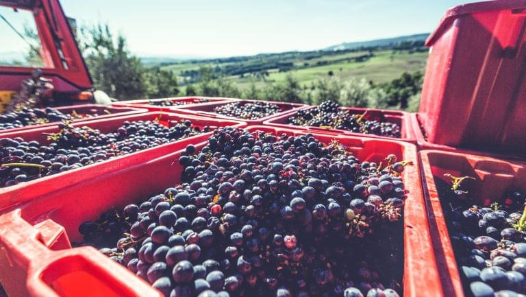 grapes being picked by a machine