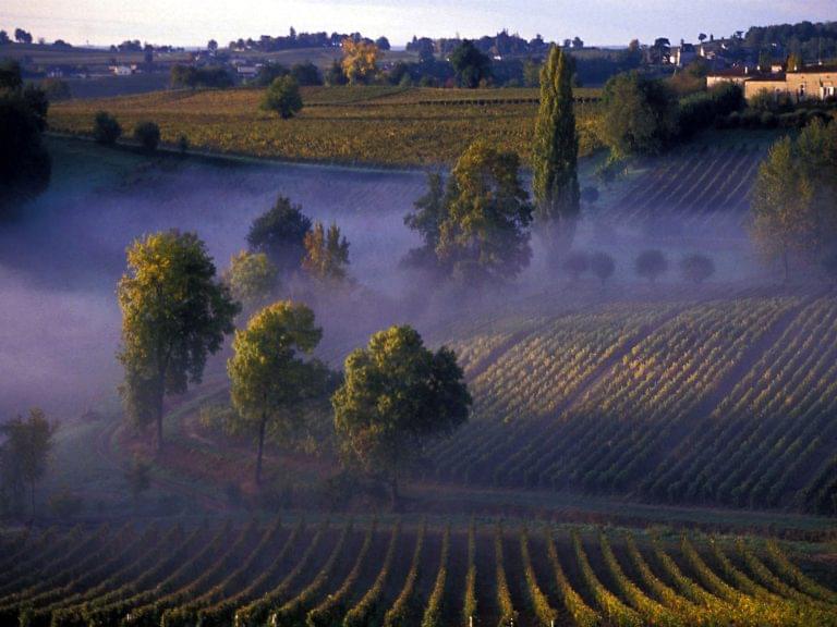 Mist in Sauternes