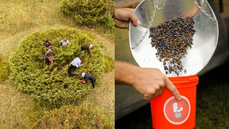 workers picking juniper