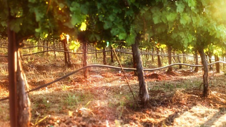 vineyards