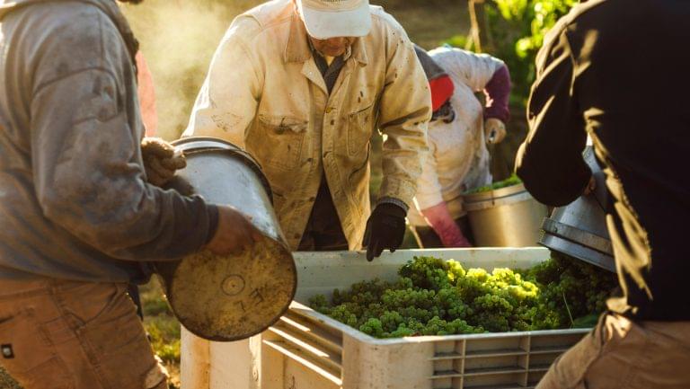 Harvest at Lavinea winery.