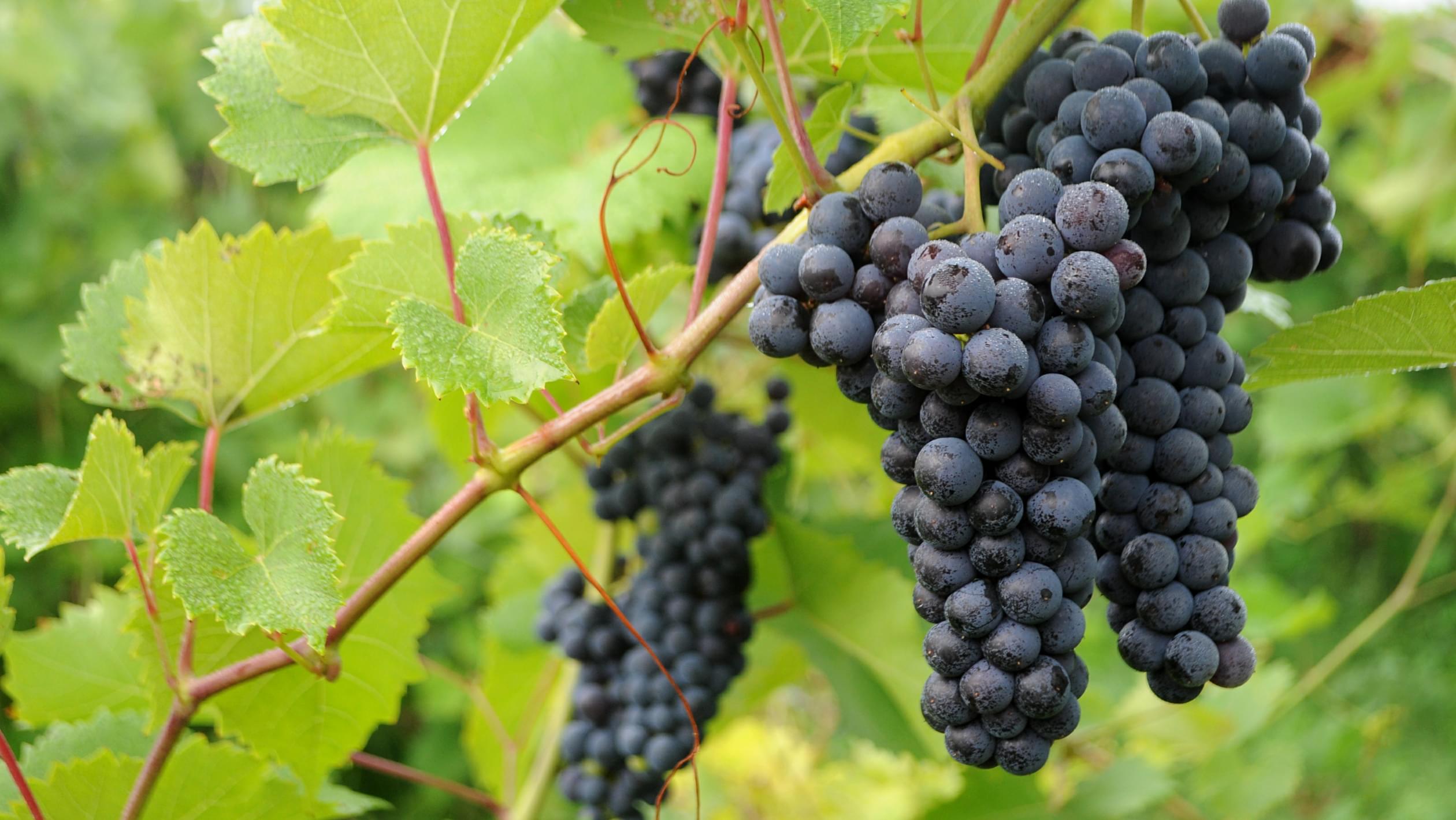 Hybrid Grapes That Can Survive an Arctic Minnesota Winter | SevenFifty Daily