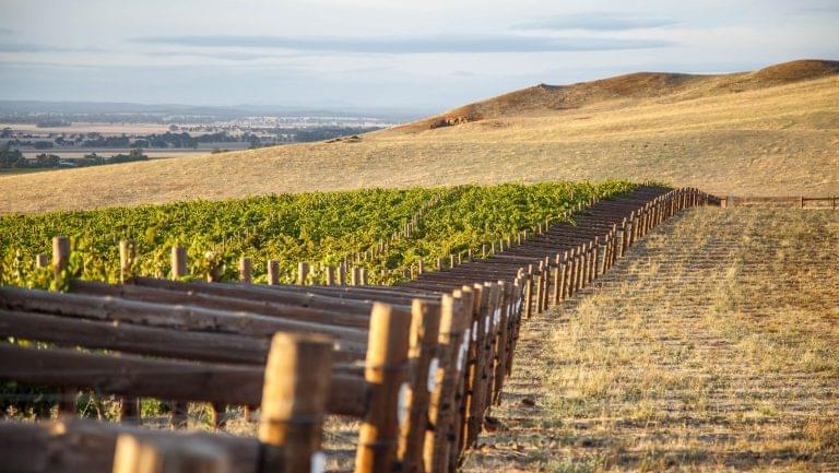 Vineyard in Australia