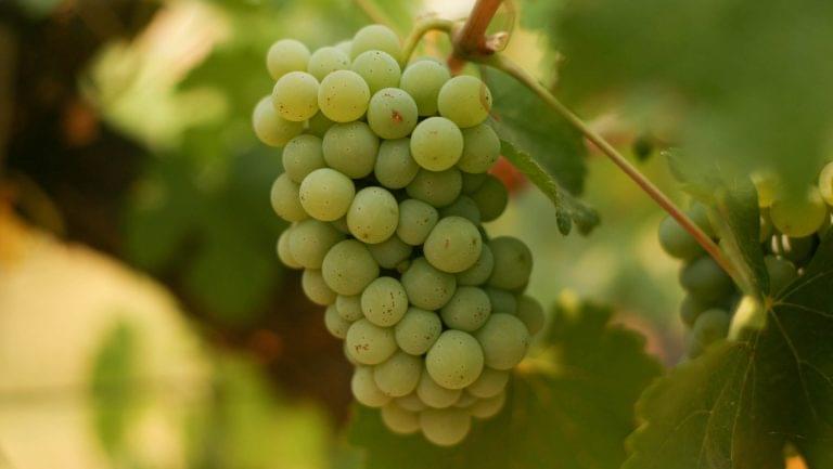 Chenin Blanc