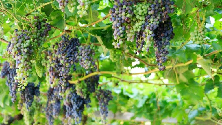Vineyards in Italy
