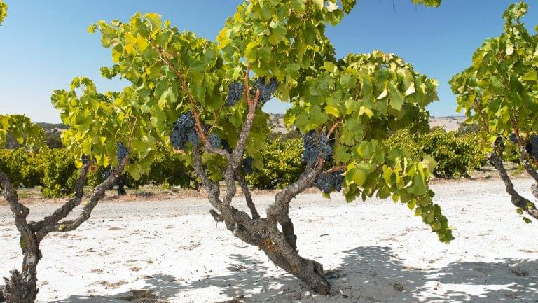 Yangarra Estate Vineyard