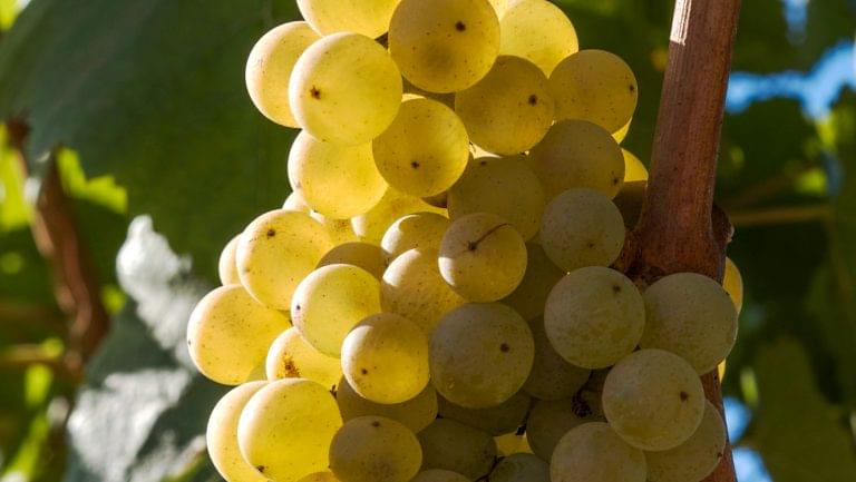 Melon de Bourgogne