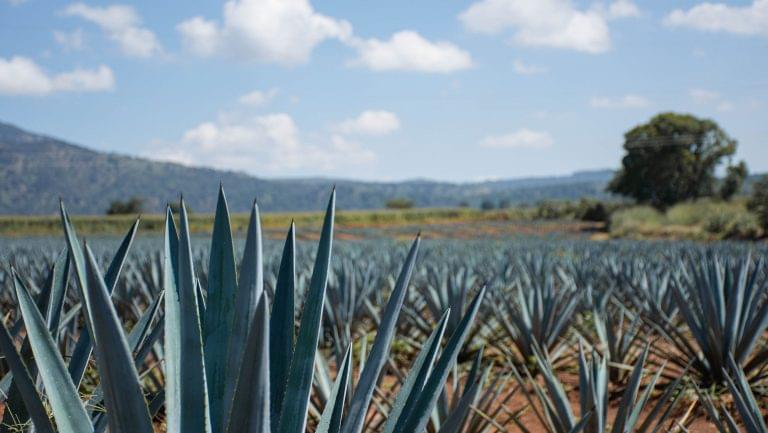 Tag: Mezcal | SevenFifty Daily