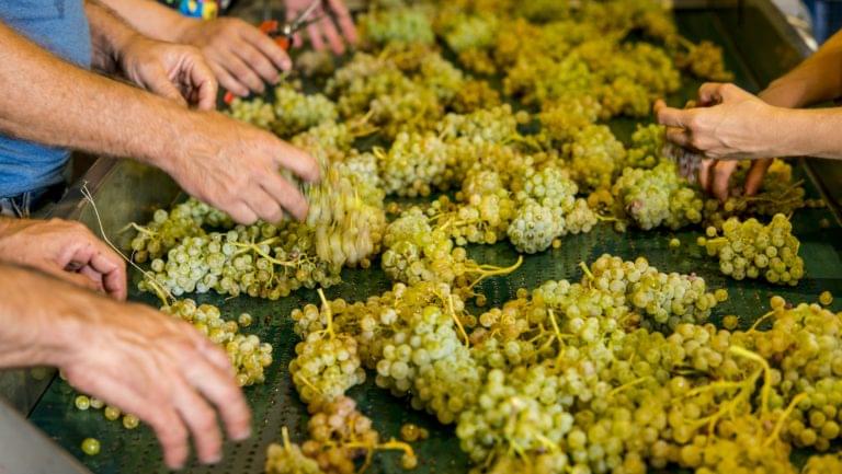 White Grapes