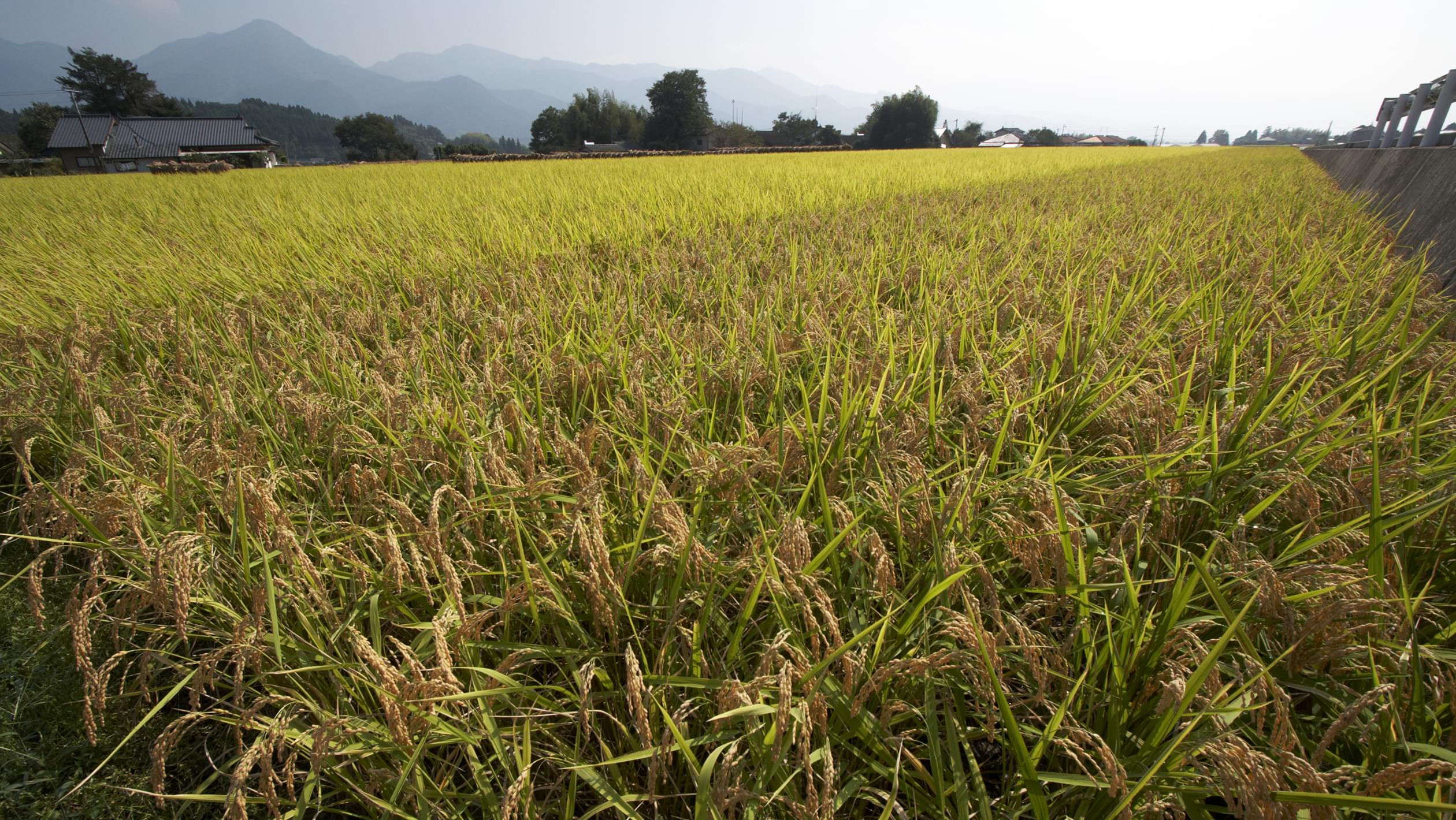 Why U.S. Distillers Are Reaching for Rice | SevenFifty Daily