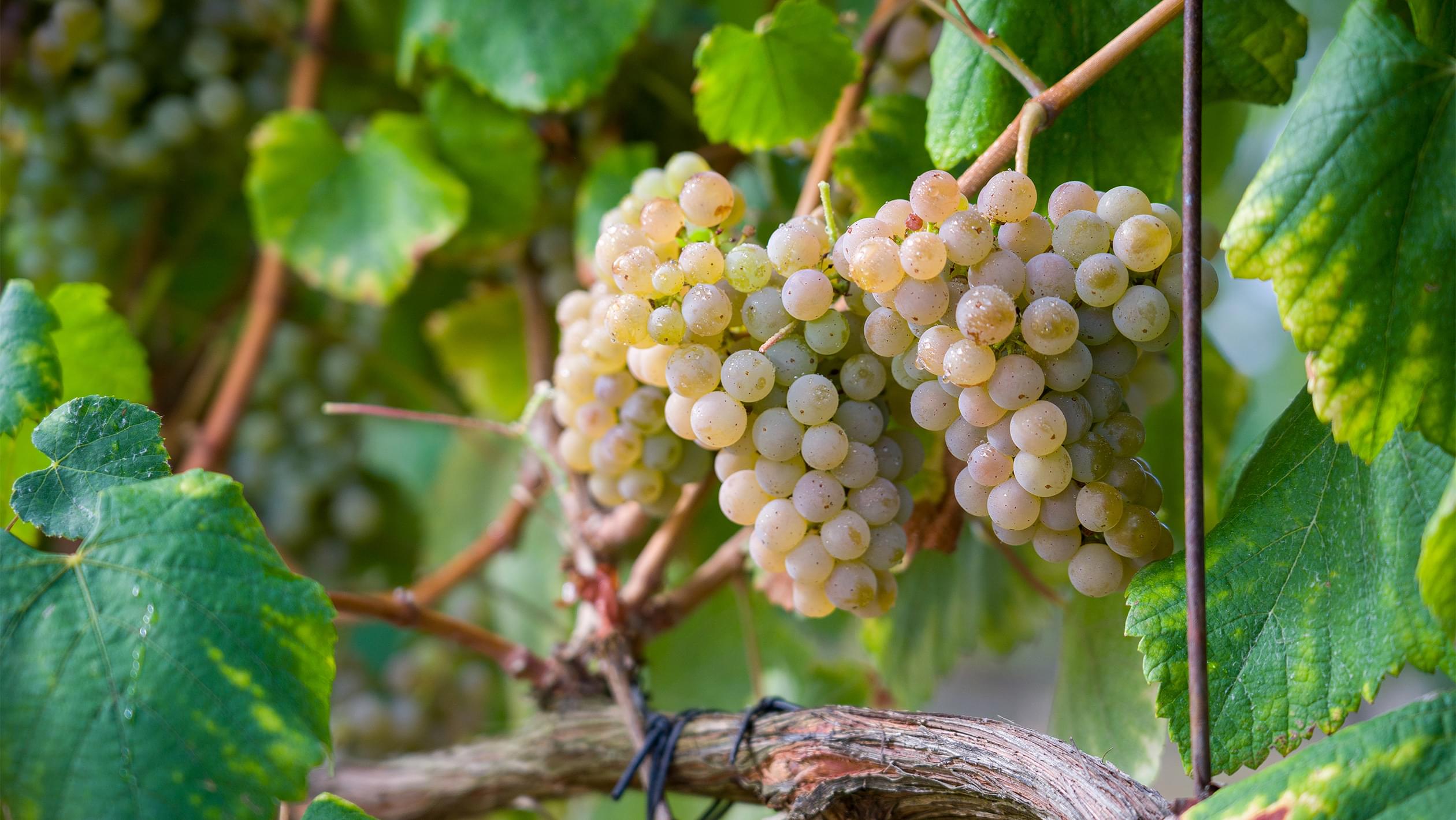 Making a Case for Premium Vinho Verde | SevenFifty Daily