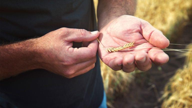 grains for whiskey