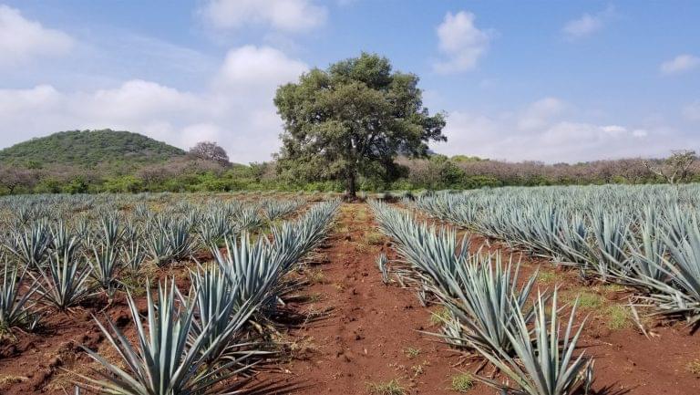 Agave field
