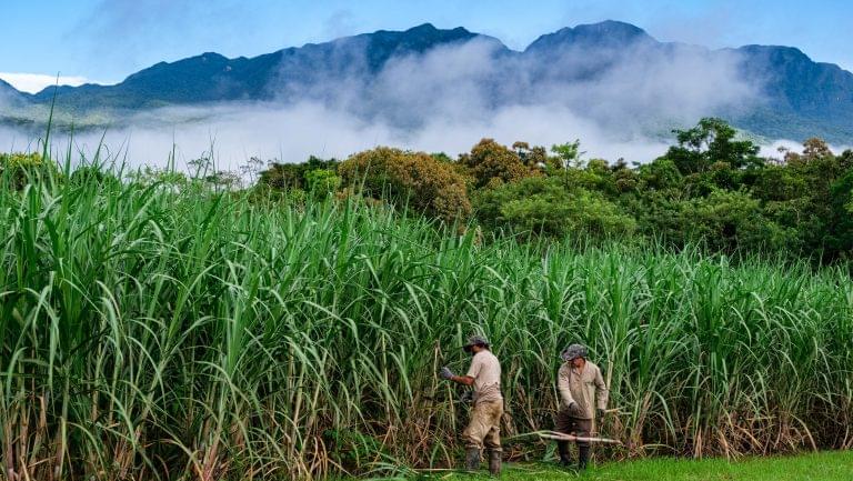 Sugarcane Cutting at Novo Fogo.