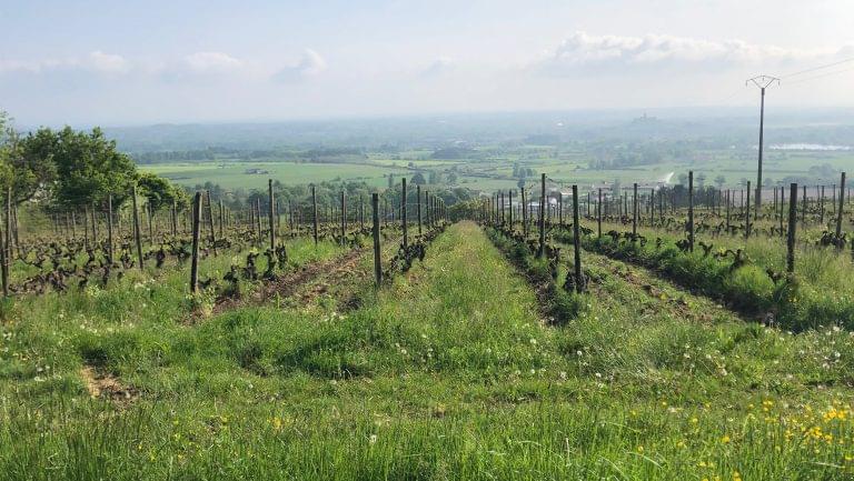 Côtes du Forez vines at Verdier-Logel.