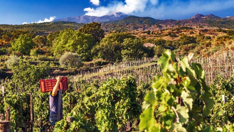 Vineyards on Mount Etna in Sicily.