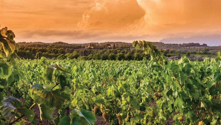 Juvé & Camps vineyard. Photo courtesy of Juvé & Camps.