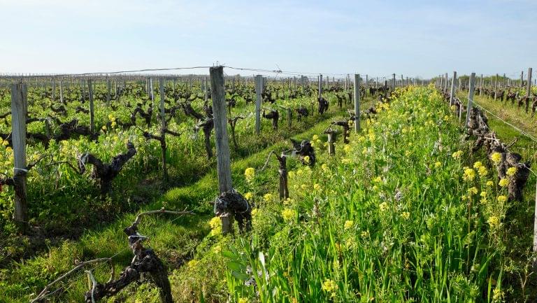 Château Anthonic turned to trees after traditional organic methods like composting and cover cropping failed to rehabilitate soils. Photo by Nathalie Coipel-Cordonnier.