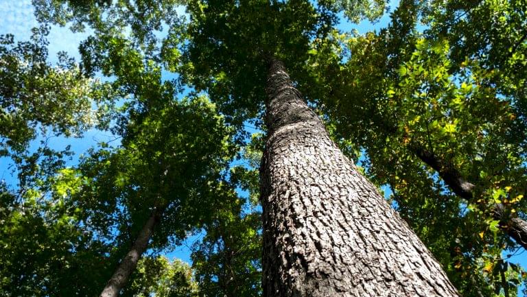 Comprising a coalition of researchers, conservationists, foresters, policymakers, and big players from industries including cooperage and distilling, the White Oak Initiative’s mission is to secure the future of the United States’ oak forests. Photo credit: White Oak Initiative.