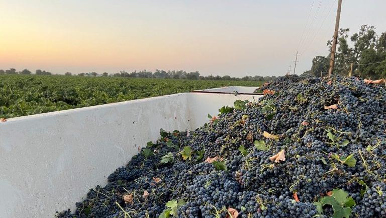 Masses of grapes overlook the rest of the vineyard