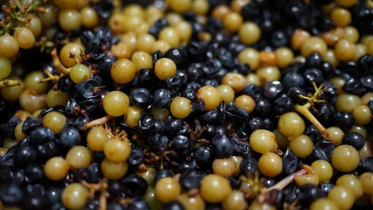 Close up of grapes of different varieties