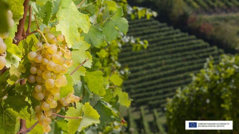 Get to know all the elements that go into making Gavi wine great. Photo courtesy of Gavi.