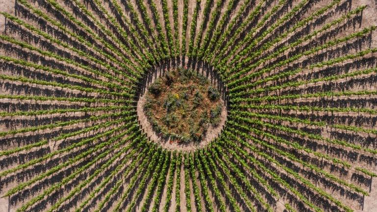 The Sundial vineyard at Viña Don Melchor.