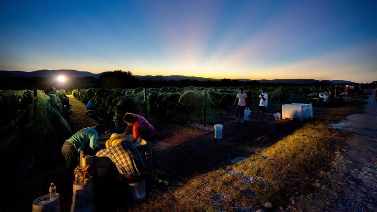 Workers in a vineyard at dusk