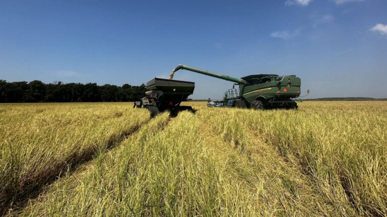 Why Arkansas Rice Is the Backbone of the U.S. Sake Movement ...
