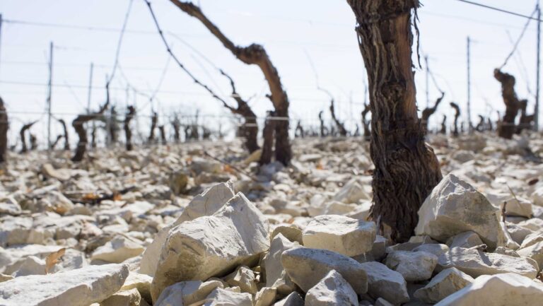 A closeup of a vineyard planted in limestone soil, focusing on the details of the soil bed.